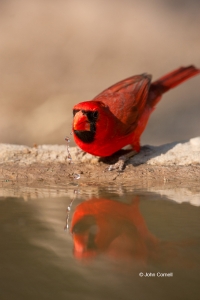 Cardinal;Cardinalis-cardinalis;Northern-Cardinal;One;Wild-Animal;aviafauna;avifa